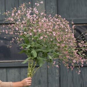 Johnny’s Select Seed Saponaria Seed- Shell Pink Baby’s Breath. Airy Cool filler